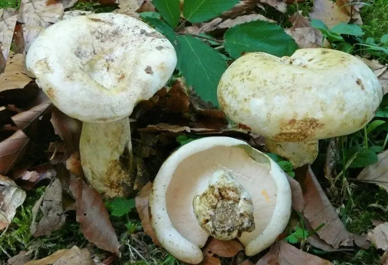 Glaucous breast (Lactifluus glaucescens) photo and description
