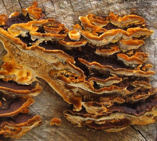 Gleophyllum fence (Tinder fungus fence): photo and description