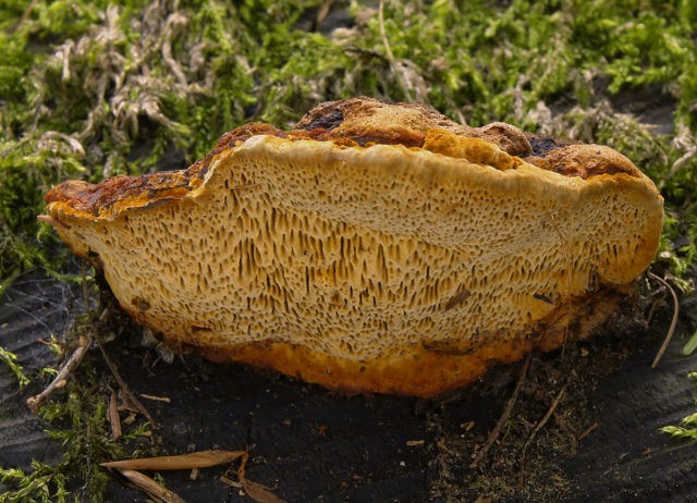 Gleophyllum fence (Tinder fungus fence): photo and description