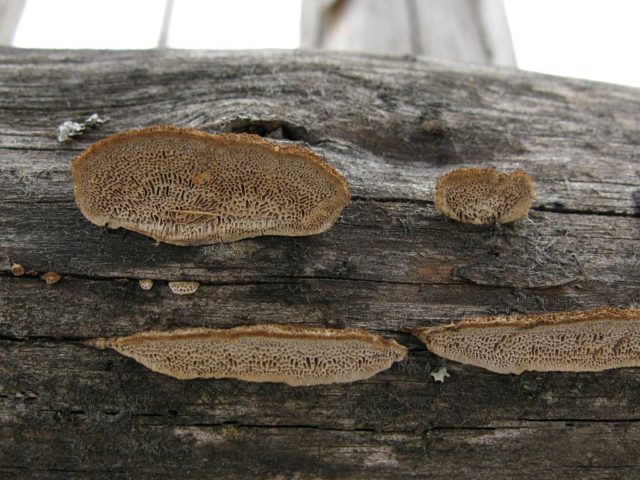 Gleophyllum fence (Tinder fungus fence): photo and description