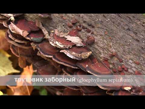 Gleophyllum fence (Tinder fungus fence): photo and description