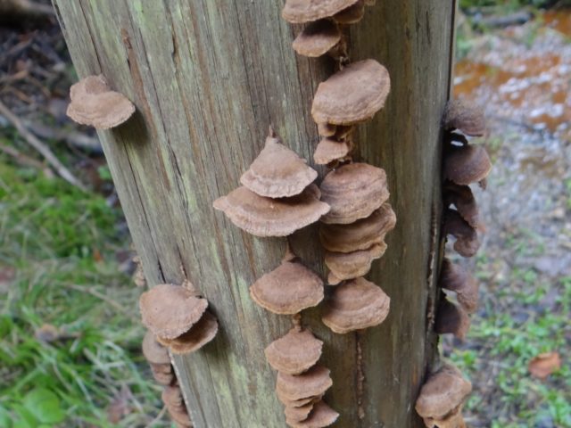 Gleophyllum fir: photo and description