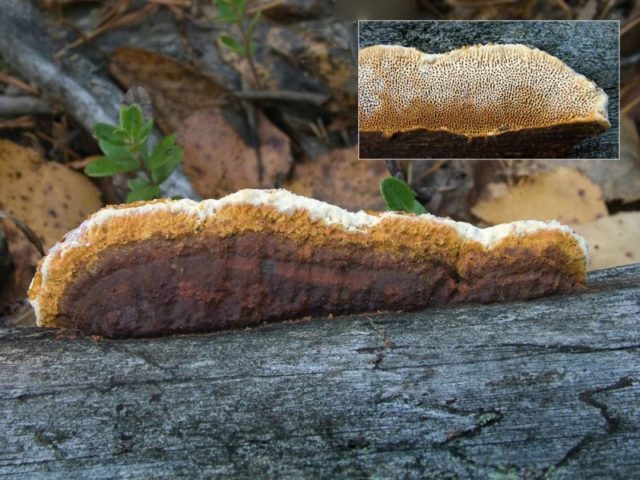 Gleophyllum log: photo and description