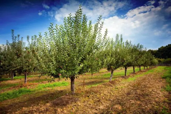 Gloucester apple tree: features of growing a European variety