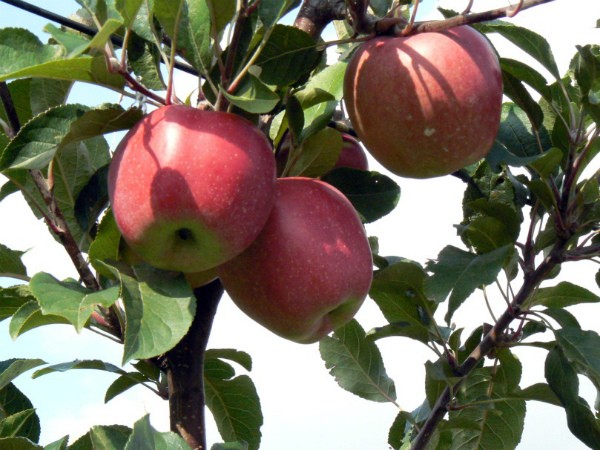 Gloucester apple tree: features of growing a European variety