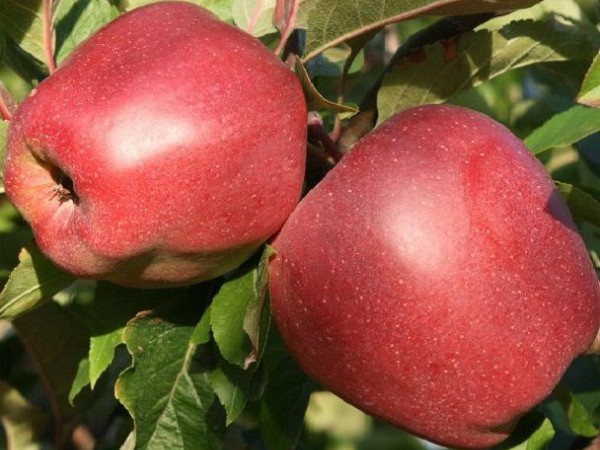 Gloucester apple tree: features of growing a European variety