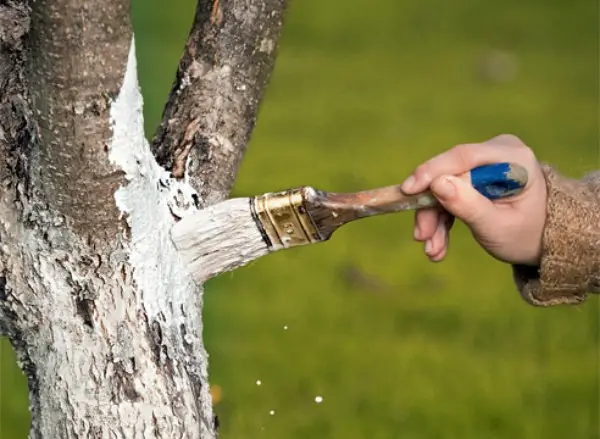 Gloucester apple tree: features of growing a European variety