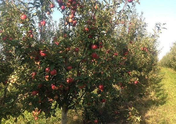 Gloucester apple tree: features of growing a European variety