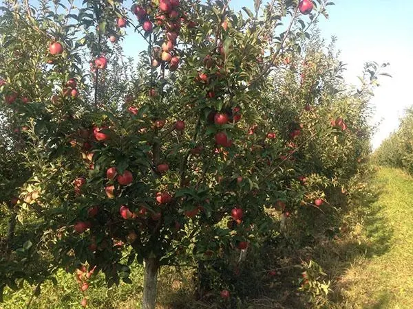 Gloucester apple tree: features of growing a European variety