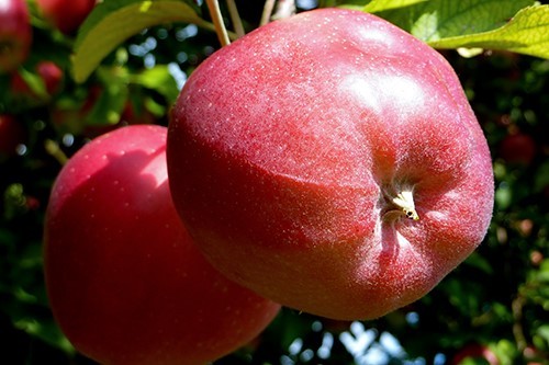 Gloucester apples: photo and variety description, reviews, country of origin