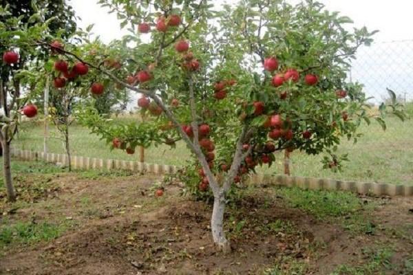 Gloucester apples: photo and variety description, reviews, country of origin