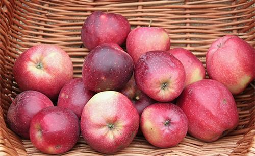 Gloucester apples: photo and variety description, reviews, country of origin