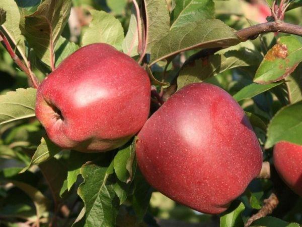 Gloucester apples: photo and variety description, reviews, country of origin