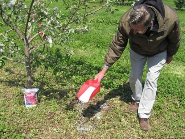 Gloucester apples: photo and variety description, reviews, country of origin