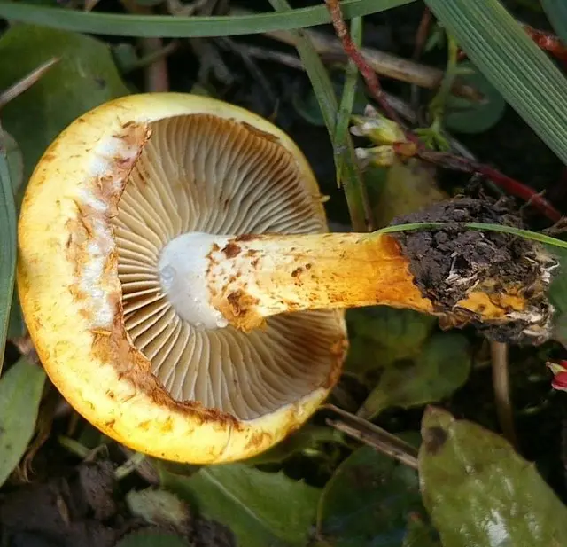 Glowing scale (Pholiota lucifera) photo and description