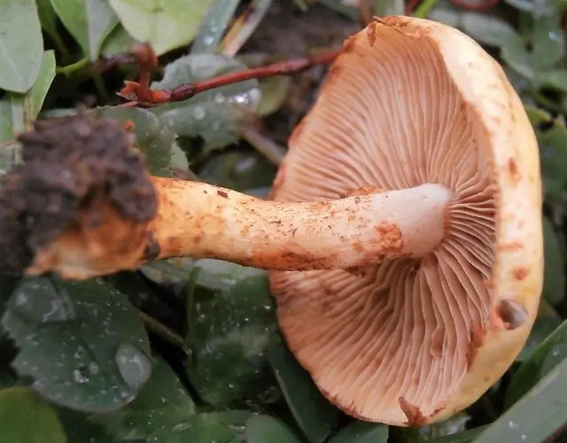 Glowing scale (Pholiota lucifera) photo and description