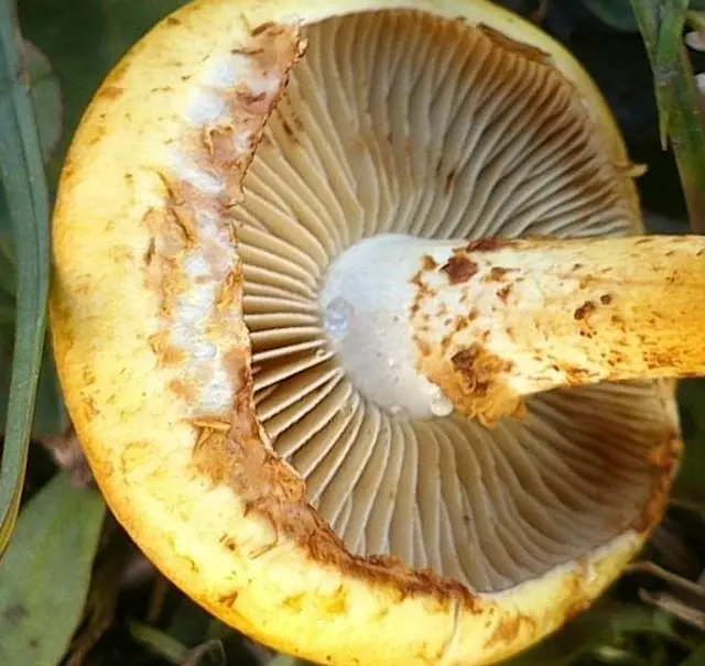 Glowing scale (Pholiota lucifera) photo and description