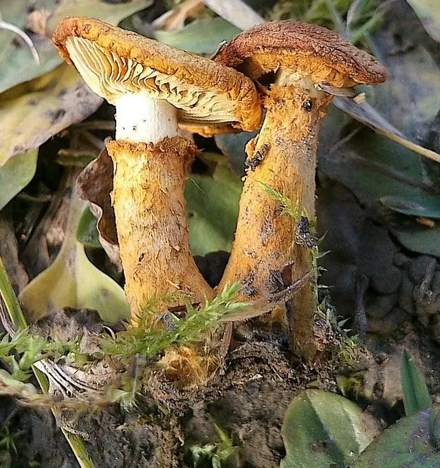 Glowing scale (Pholiota lucifera) photo and description