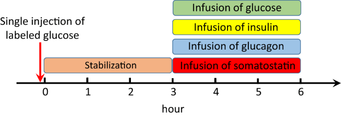 Glucagon &#8211; what does the hormone test look like? What are glucagon norms?