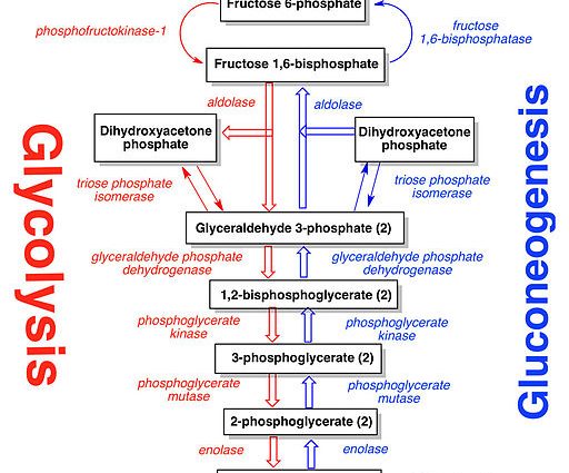 Gluconeogenesis &#8211; what is it? Necessary ingredients for gluconeogenesis