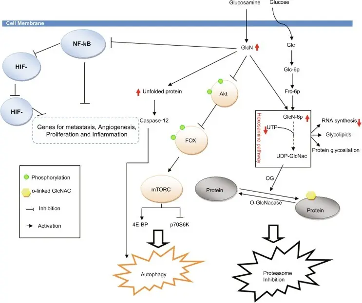 Glucosamine complex &#8211; form, action, indications