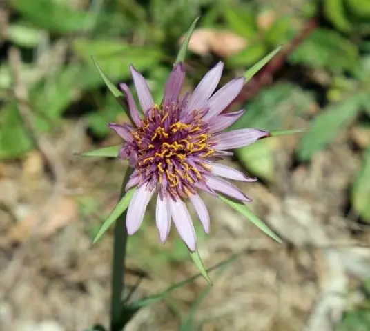 Goat-beard pore-leaved: photo and description