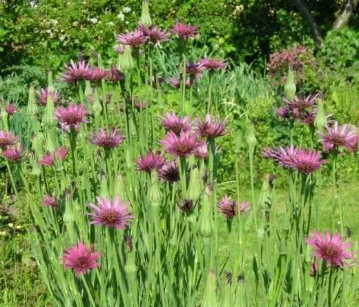 Goat-beard pore-leaved: photo and description