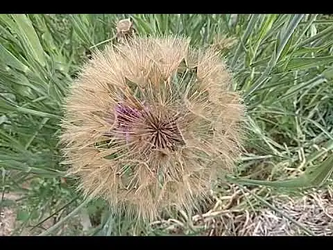 Goat-beard pore-leaved: photo and description