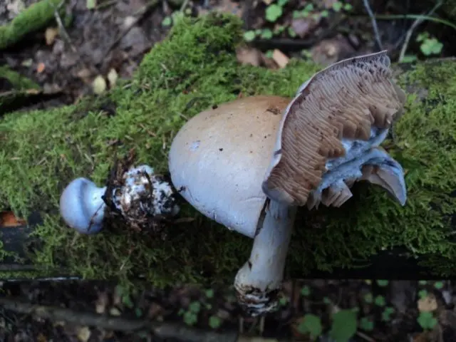 Goat cobweb (goat, smelly): photo and description