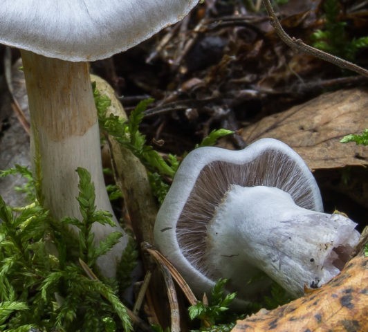 Goat cobweb (goat, smelly): photo and description