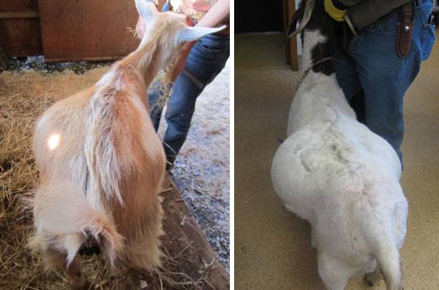 Goat diseases and their symptoms, treatment