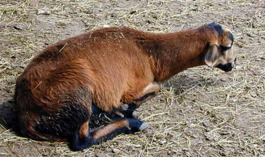 Goat diseases and their symptoms, treatment