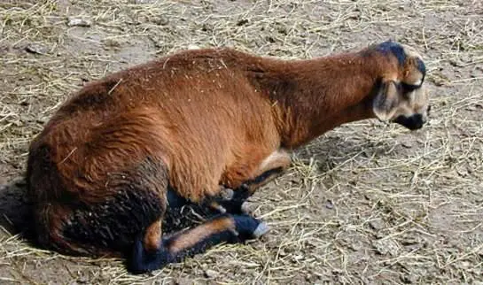 Goat diseases and their symptoms, treatment