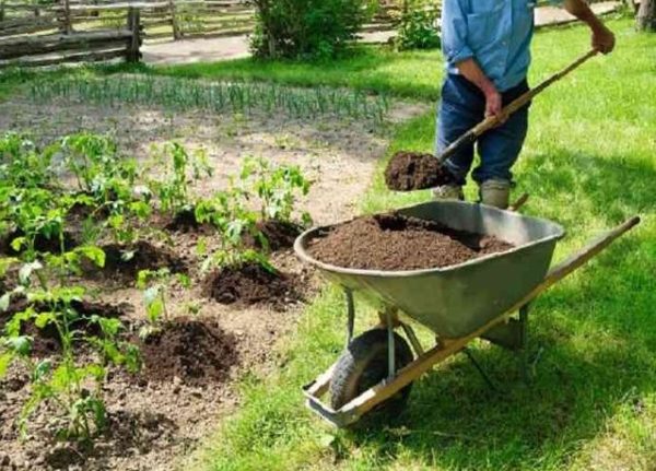 Goat manure as a fertilizer: how to apply, reviews