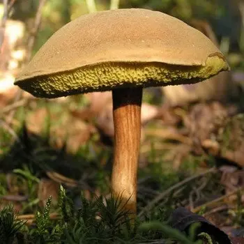 Goat mushroom: photo, description