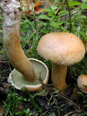 Goat mushroom: photo, description