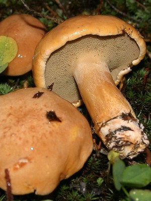 Goat mushroom: photo, description