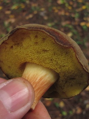 Goat mushroom: photo, description