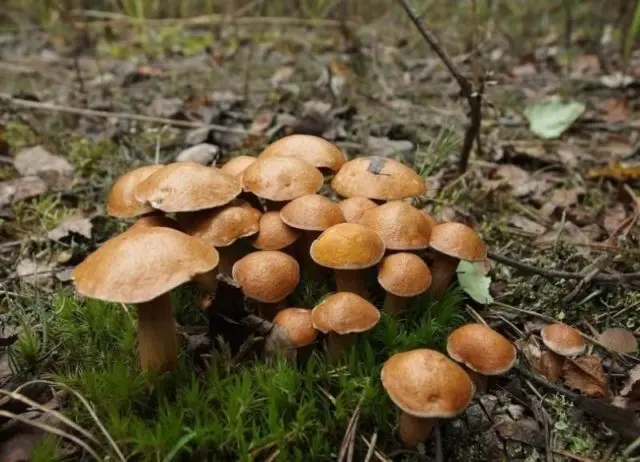 Goat mushrooms (goats, dry butterflies): photo and description of how to cook