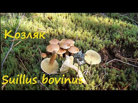 Goat mushrooms (goats, dry butterflies): photo and description of how to cook