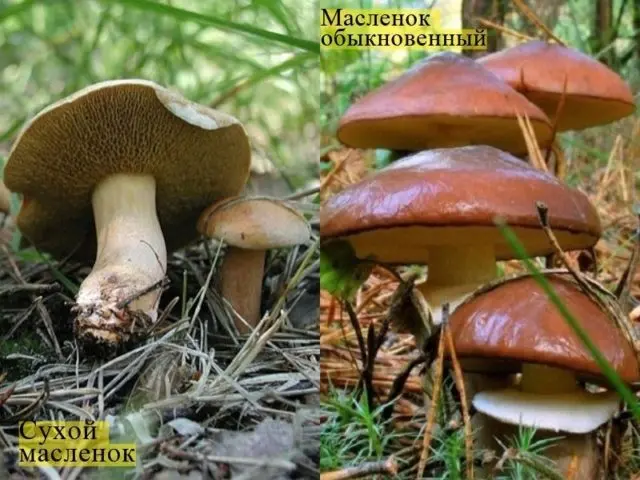 Goat mushrooms (goats, dry butterflies): photo and description of how to cook