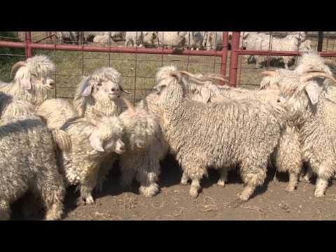 Goats of the Angora breed: productivity, reviews