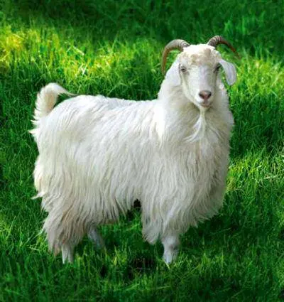 Goats of the Angora breed: productivity, reviews