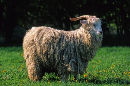 Goats of the Angora breed: productivity, reviews