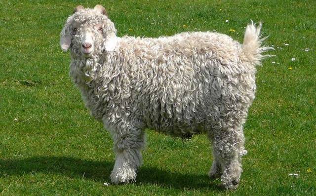 Goats of the Angora breed: productivity, reviews