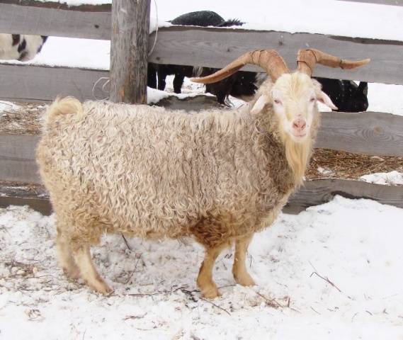 Goats of the Angora breed: productivity, reviews