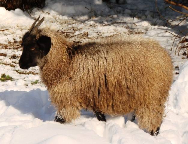 Goats of the Angora breed: productivity, reviews