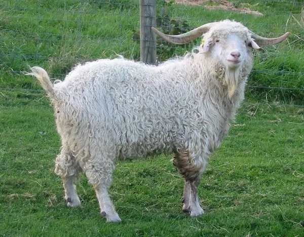 Goats of the Angora breed: productivity, reviews