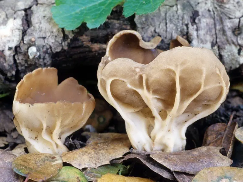 Goblet lobe (Helvella acetabulum) photo and description