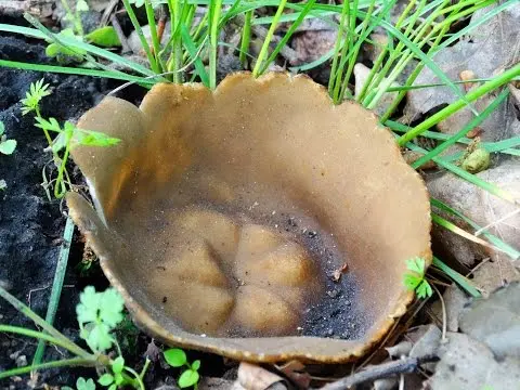 Goblet lobe (Helvella acetabulum) photo and description